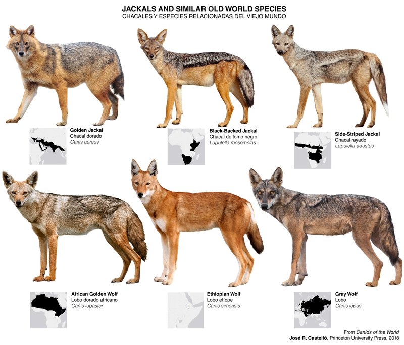 10 Animals Similar To The Golden Jackal And How To Tell Them Apart