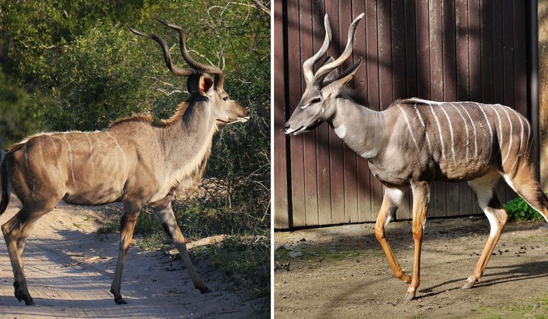 10 Animals Similar To The Greater Kudu And How To Tell Them Apart