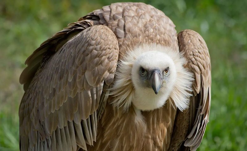 10 Animals Similar To The Griffon Vulture And How To Tell Them Apart