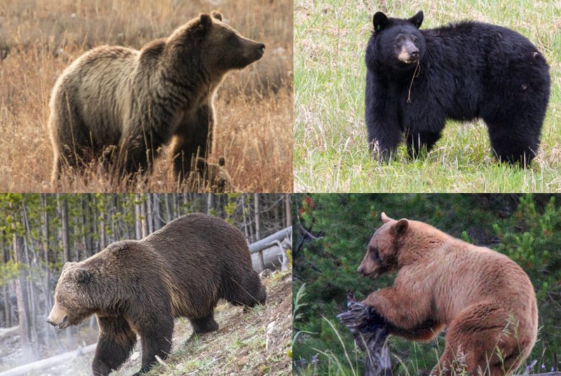 10 Animals Similar To The Grizzly Bear And How To Tell Them Apart