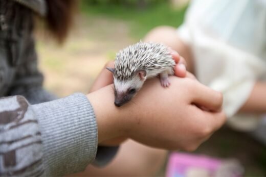 10 Animals Similar To The Hedgehog And How To Tell Them Apart