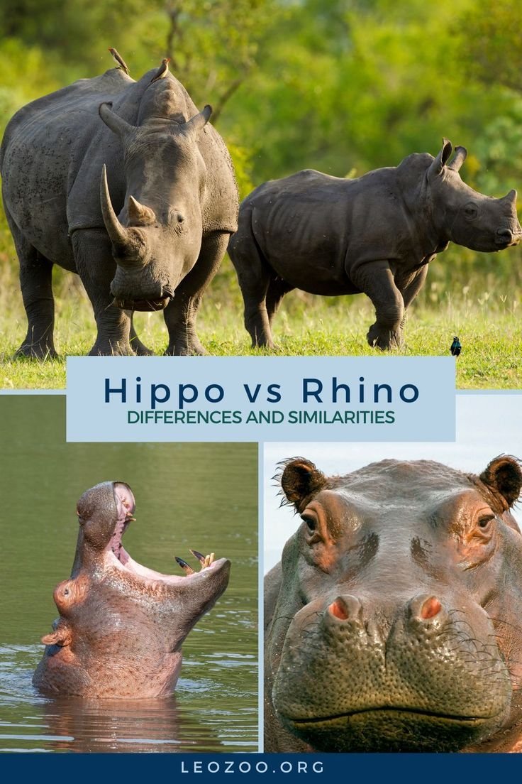10 Animals Similar To The Hippopotamus And How To Tell Them Apart