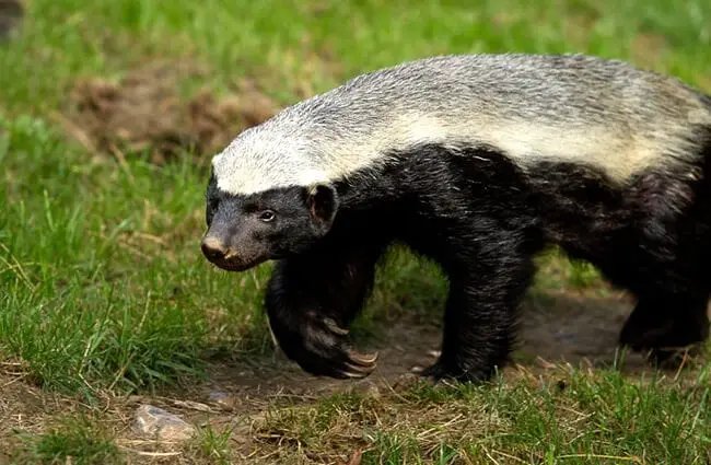 10 Animals Similar To The Honey Badger And How To Tell Them Apart