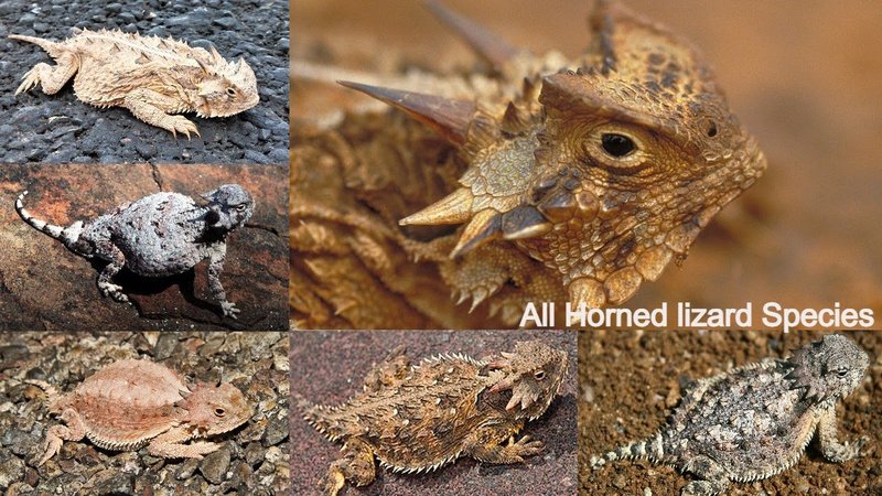 10 Animals Similar To The Horned Lizard And How To Tell Them Apart