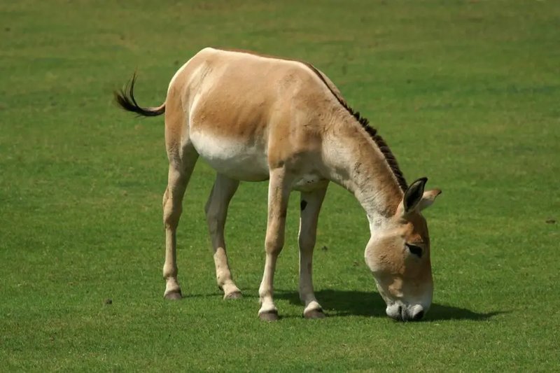 10 Animals Similar To The Horse And How To Tell Them Apart