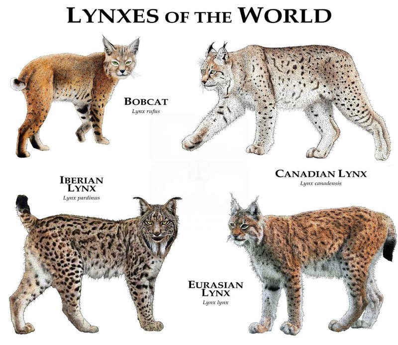 10 Animals Similar To The Iberian Lynx And How To Tell Them Apart