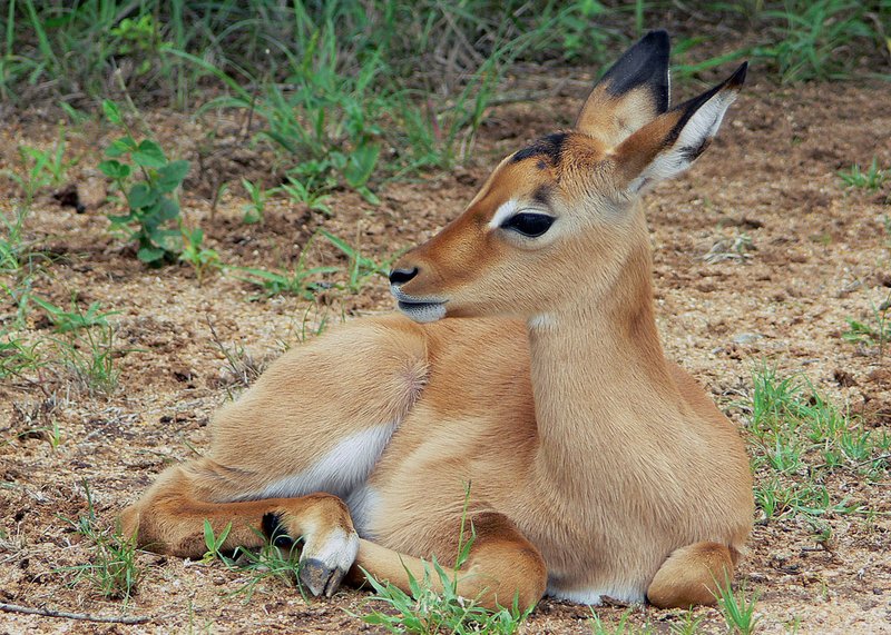 10 Animals Similar To The Impala And How To Tell Them Apart