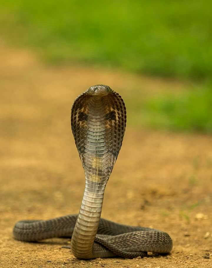 10 Animals Similar To The Indian Cobra And How To Tell Them Apart