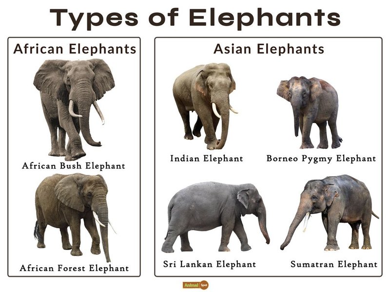 10 Animals Similar To The Indian Elephant And How To Tell Them Apart
