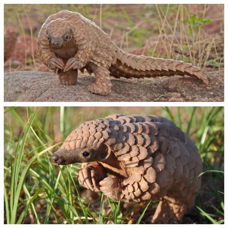 10 Animals Similar To The Indian Pangolin And How To Tell Them Apart