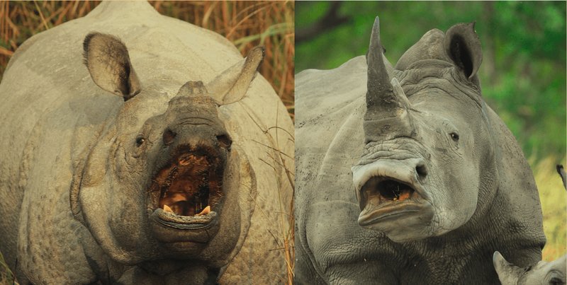 10 Animals Similar To The Indian Rhinoceros And How To Tell Them Apart