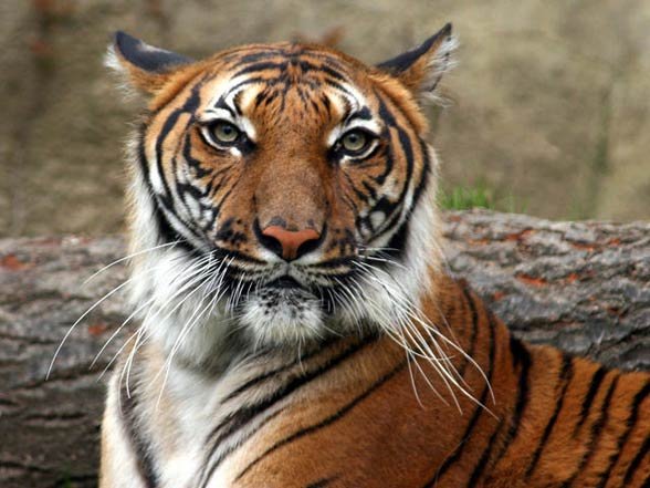 10 Animals Similar To The Indochinese Tiger And How To Tell Them Apart