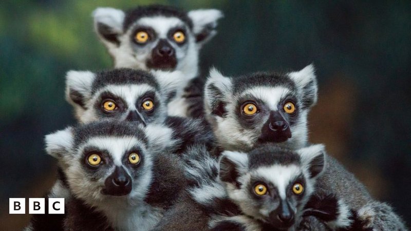 10 Animals Similar To The Indri And How To Tell Them Apart