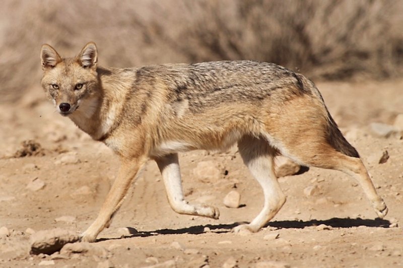 10 Animals Similar To The Jackal And How To Tell Them Apart