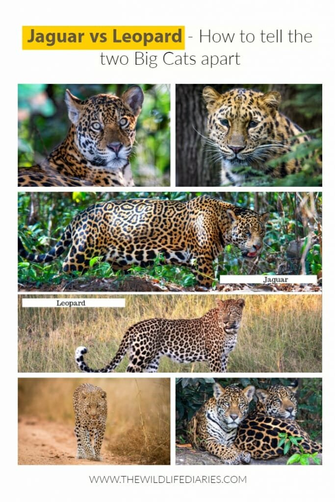 10 Animals Similar To The Jaguar And How To Tell Them Apart