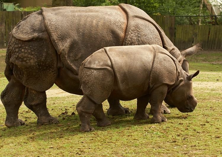 10 Animals Similar To The Javan Rhinoceros And How To Tell Them Apart
