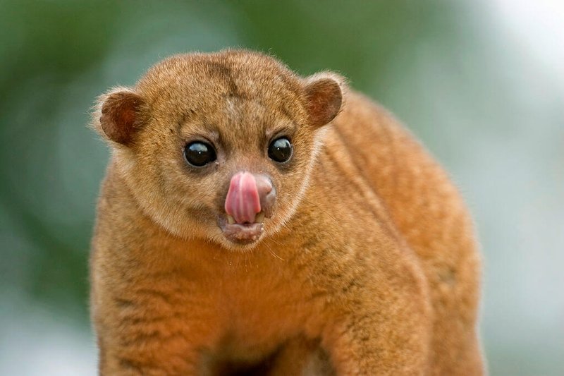 10 Animals Similar To The Kinkajou And How To Tell Them Apart