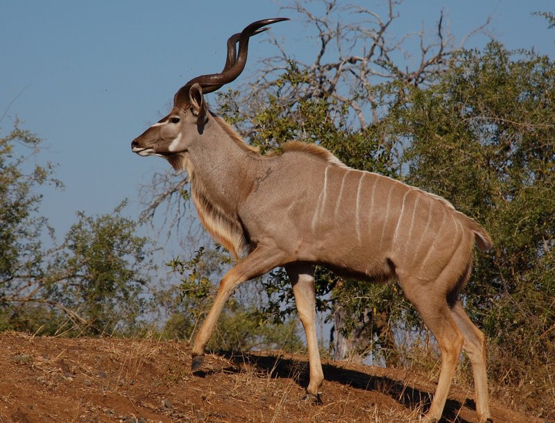 10 Animals Similar To The Kudu And How To Tell Them Apart