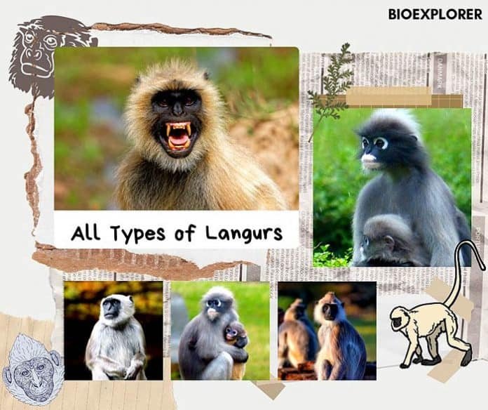 10 Animals Similar To The Langur And How To Tell Them Apart