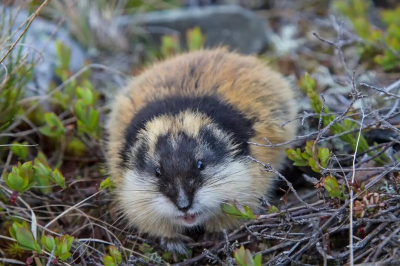 10 Animals Similar To The Lemming And How To Tell Them Apart