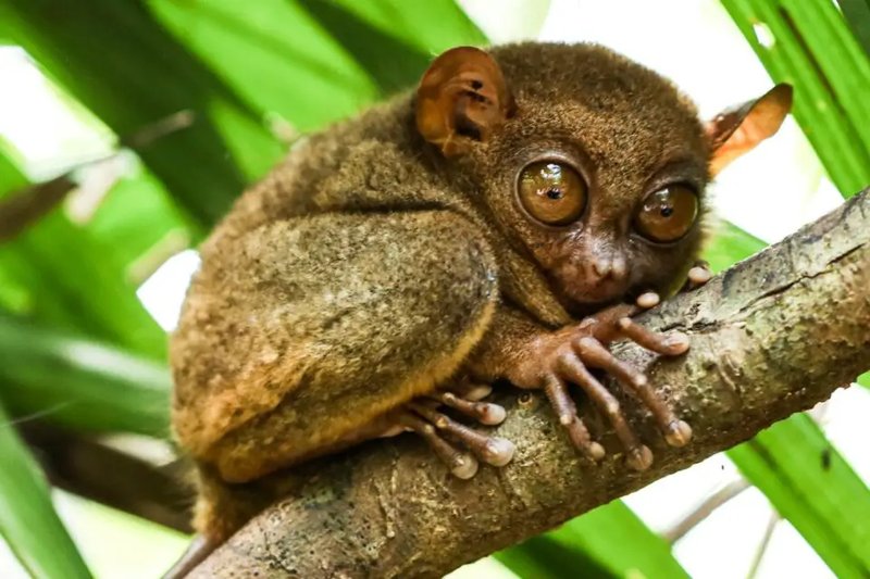 10 Animals Similar To The Lemur And How To Tell Them Apart