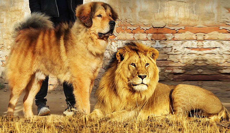 10 Animals Similar To The Lion And How To Tell Them Apart