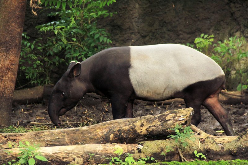 10 Animals Similar To The Malayan Tapir And How To Tell Them Apart
