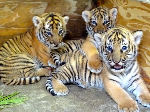 10 Animals Similar To The Malayan Tiger And How To Tell Them Apart
