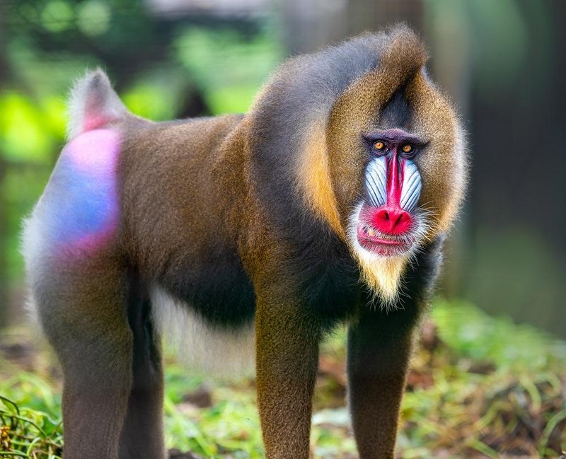 10 Animals Similar To The Mandrill And How To Tell Them Apart