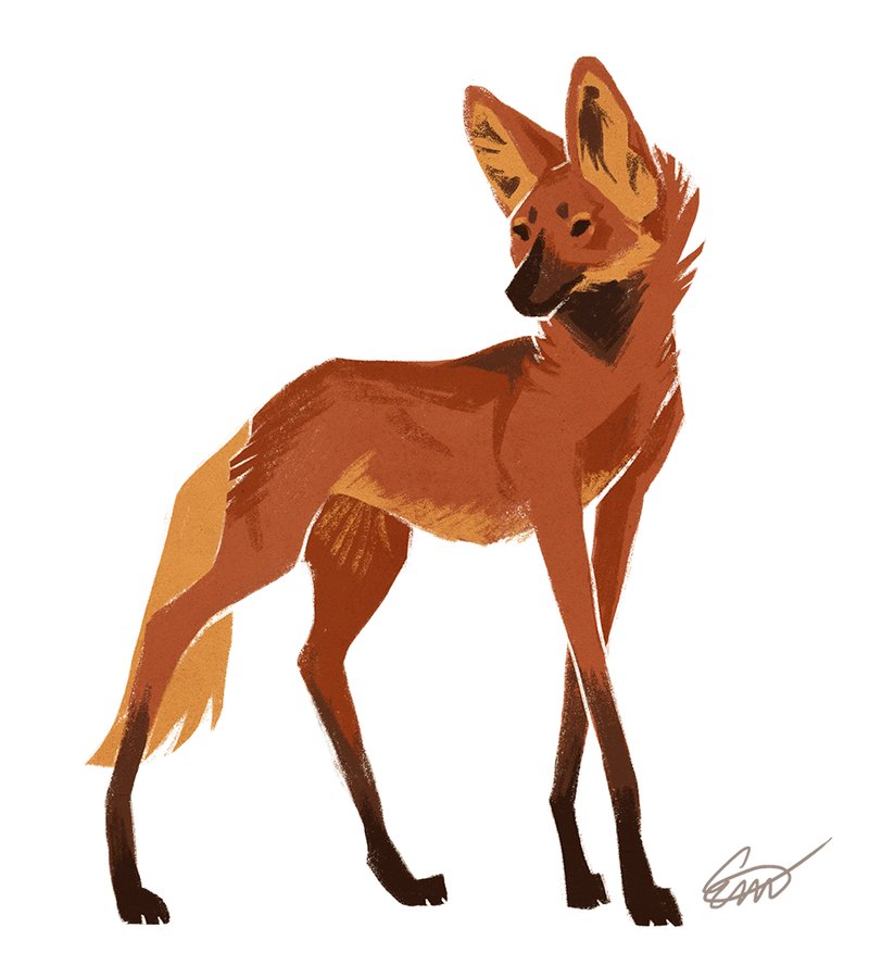 10 Animals Similar To The Maned Wolf And How To Tell Them Apart