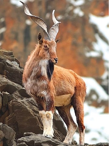 10 Animals Similar To The Markhor And How To Tell Them Apart