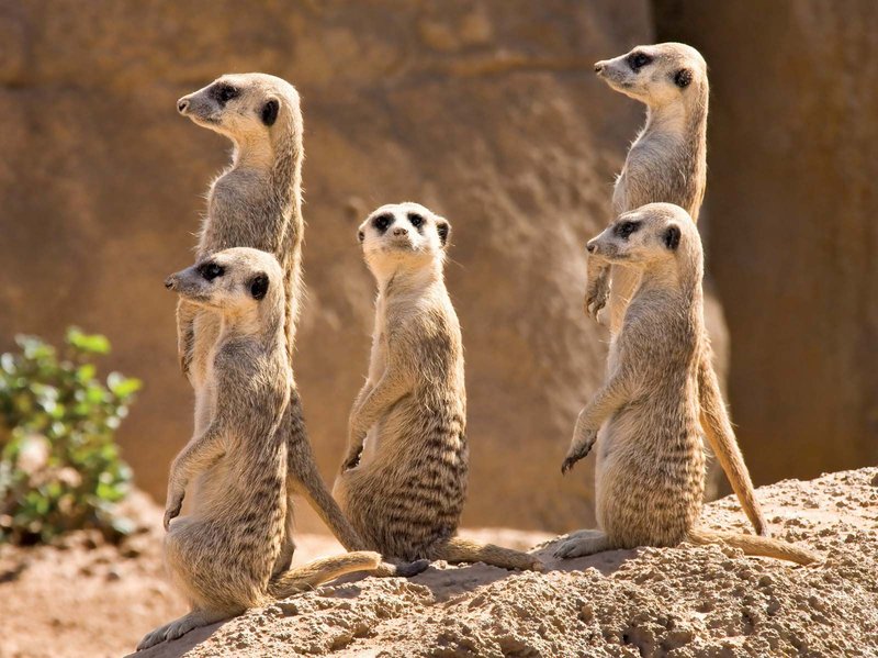 10 Animals Similar To The Meerkat And How To Tell Them Apart