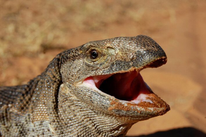 10 Animals Similar To The Monitor Lizard And How To Tell Them Apart