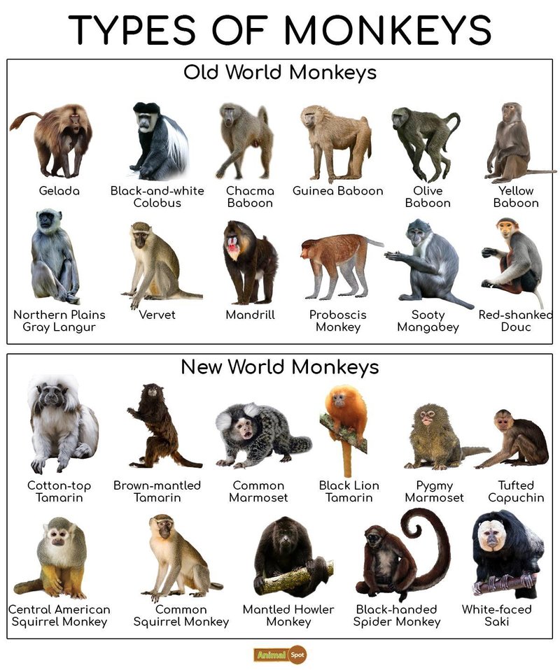 10 Animals Similar To The Monkey And How To Tell Them Apart