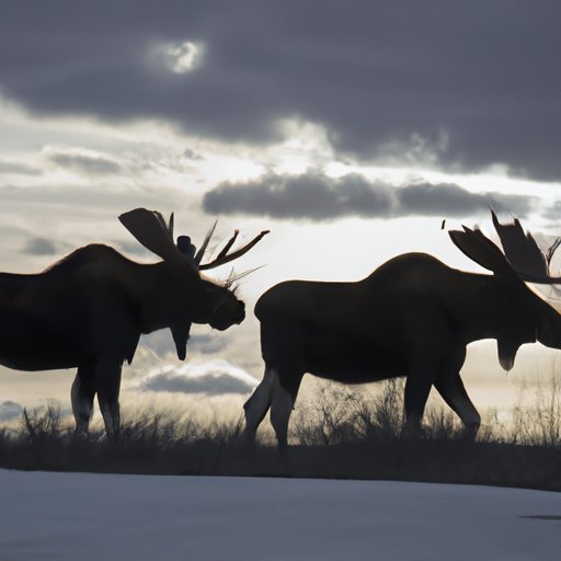 10 Animals Similar To The Moose And How To Tell Them Apart