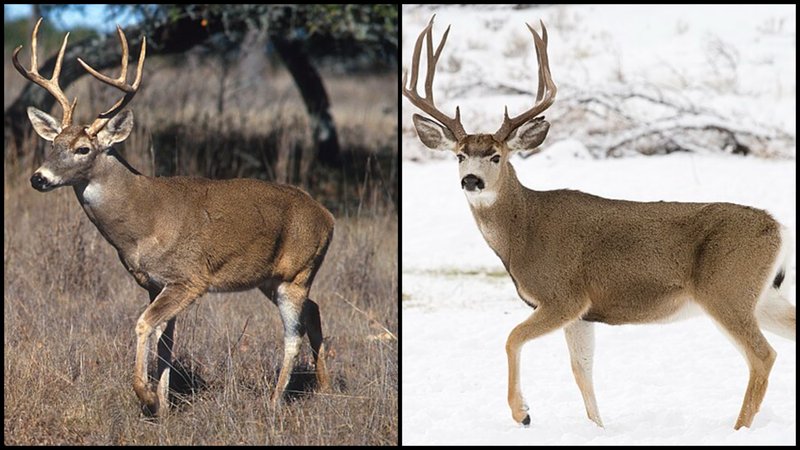 10 Animals Similar To The Mule Deer And How To Tell Them Apart