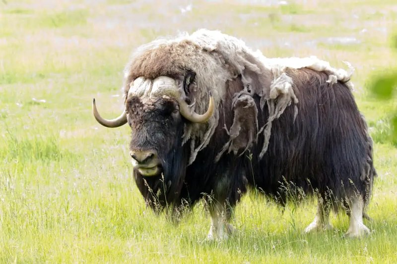 10 Animals Similar To The Muskox And How To Tell Them Apart