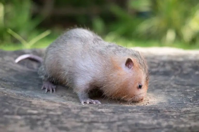 10 Animals Similar To The Naked Mole Rat And How To Tell Them Apart
