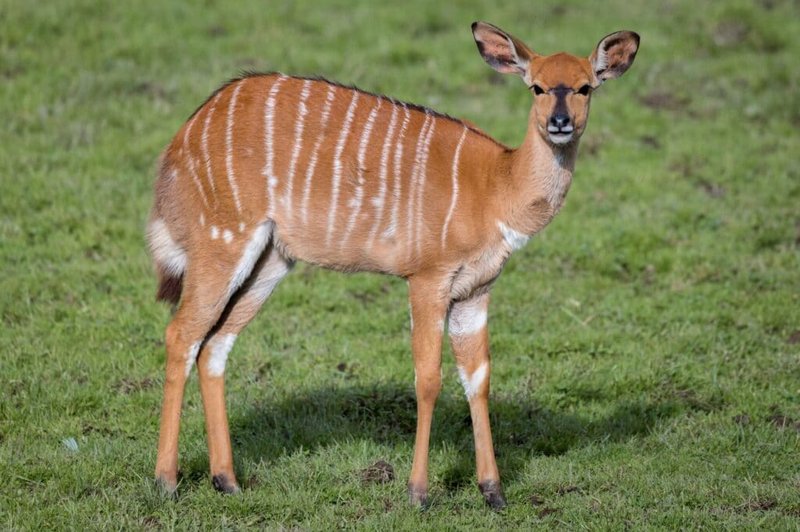 10 Animals Similar To The Nyala And How To Tell Them Apart