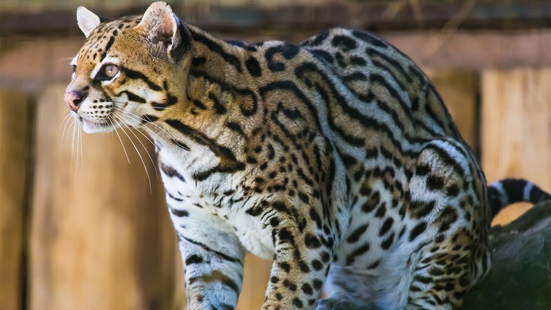 10 Animals Similar To The Ocelot And How To Tell Them Apart