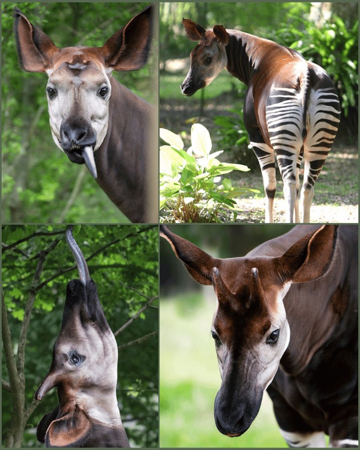 10 Animals Similar To The Okapi And How To Tell Them Apart