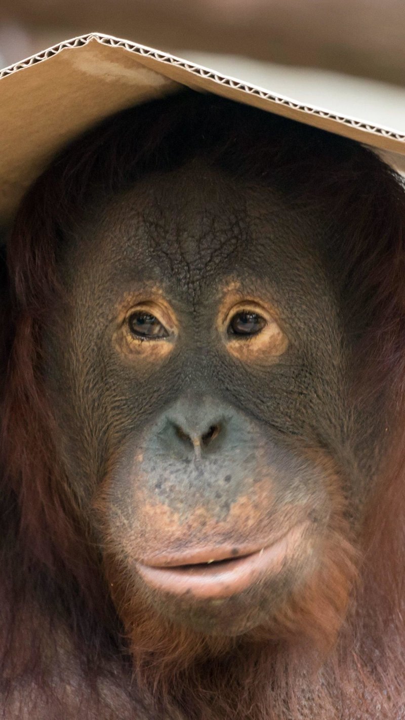 10 Animals Similar To The Orangutan And How To Tell Them Apart