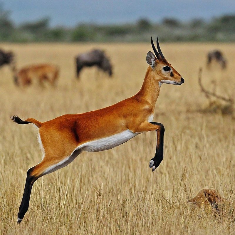 10 Animals Similar To The Oribi And How To Tell Them Apart