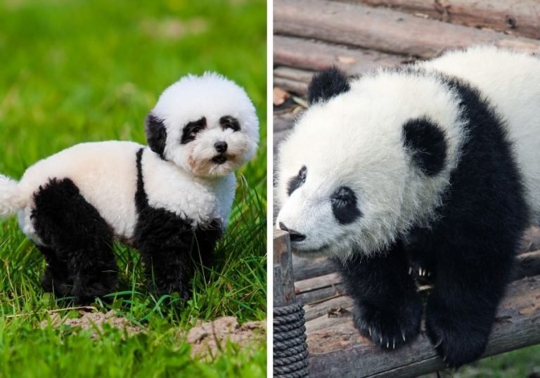 10 Animals Similar To The Panda And How To Tell Them Apart