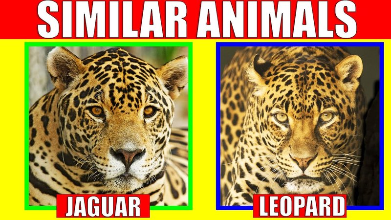 10 Animals Similar To The Panther And How To Tell Them Apart