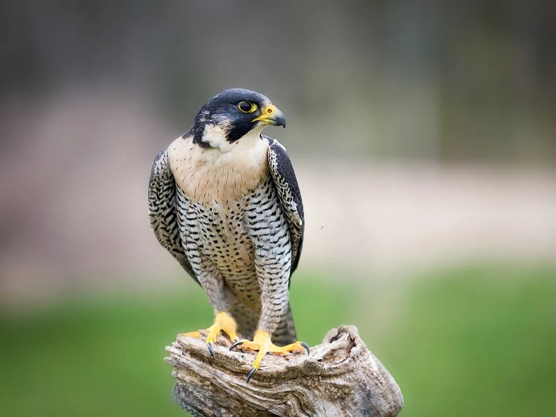 10 Animals Similar To The Peregrine Falcon And How To Tell Them Apart