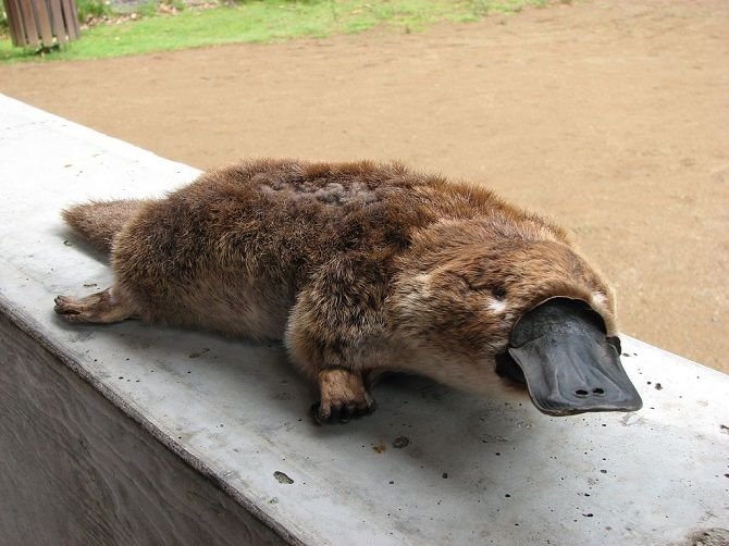 10 Animals Similar To The Platypus And How To Tell Them Apart
