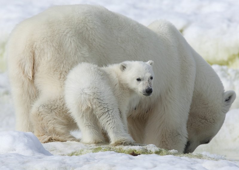 10 Animals Similar To The Polar Bear And How To Tell Them Apart