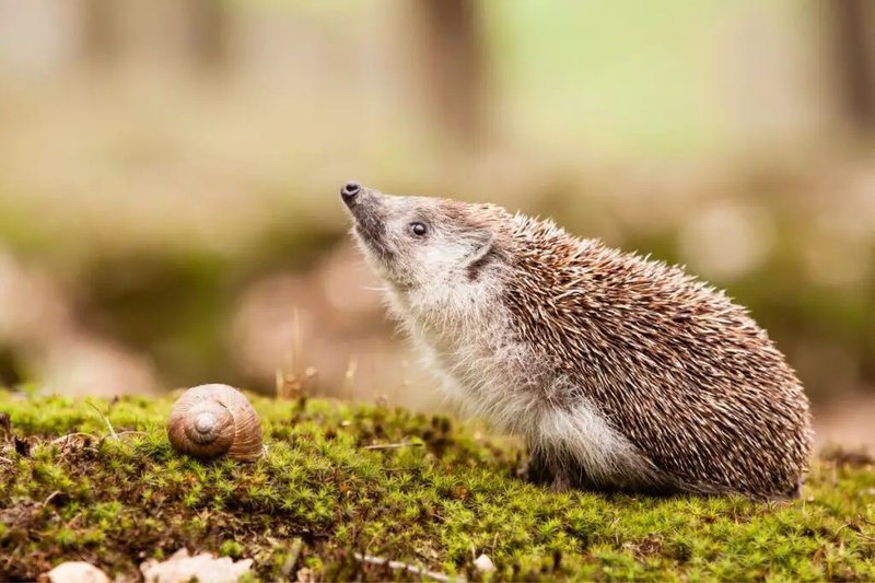10 Animals Similar To The Porcupine And How To Tell Them Apart