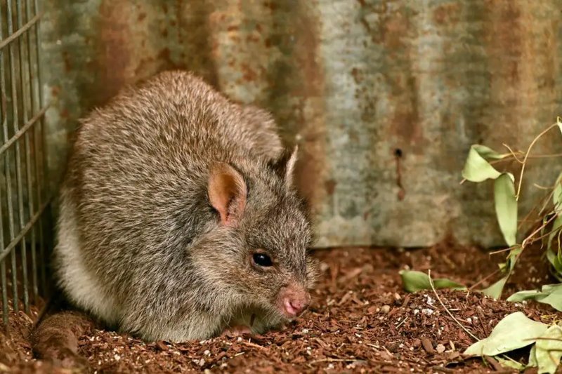 10 Animals Similar To The Possum And How To Tell Them Apart